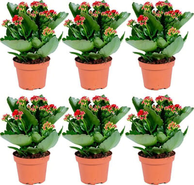 Bloomique - Set van 6 - Kalanchoé - Rode Bloemen - Kamer- en Balkonplant - Hoogte 20-30 cm - Pot 12 cm