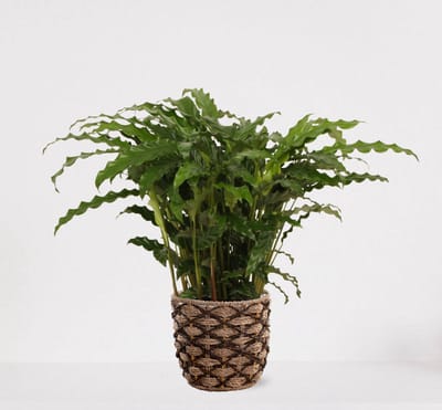 Calathea Blue Grass in siermand Guusje Naturel – luchtzuiverende kamerplant – pauwenplant – living plant - ↕50-65cm - Ø18 – geleverd met plantenpot – vers uit de kwekerij