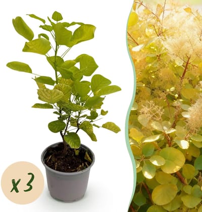 Green boutiQ - Tuinplant - Cotinus coggyria Golden Spirit - Geel - 3 Planten - Bladverliezend - Weinig Onderhoud - Pot 12cm Hoogte 35cm
