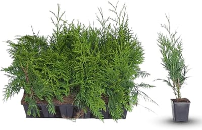 Plants Online - Haagplanten - Thuja 'Martin' - 0.7 liter pot --tray - set van 18 - Compacte groei - Weinig onderhoud - Zeer winterhard