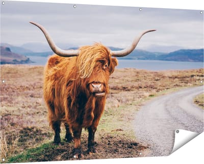 Gards Tuinposter Schotse Hooglander Koe op de Weg - 150x100 cm - Tuindoek - Tuindecoratie - Wanddecoratie buiten - Tuinschilderij