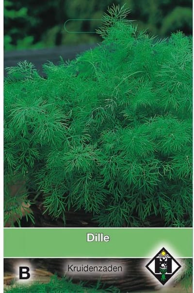 Van Hemert - Dille Zaden (Anethum graveolens)