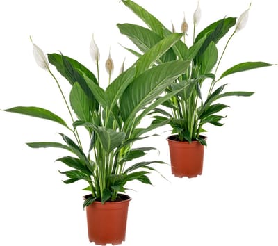 Set van 2 - Spathiphyllum - Lepelplant - Kamerplanten - Luchtzuiverend - 60-80 cm Hoog - Pot 17 cm