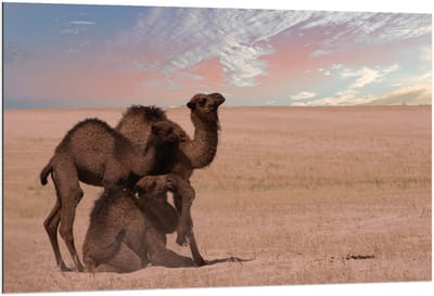 Dibond - Kamelen duo Staand & Liggend - 120x80cm Foto op Aluminium (Met Ophangsysteem)