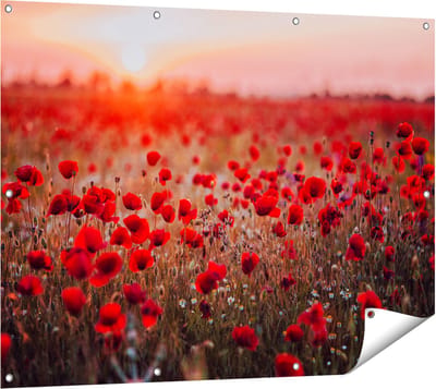 Gards Tuinposter Rode Klaprozen Bloemenveld Zonsondergang - 120x90 cm - Tuindoek - Tuindecoratie - Wanddecoratie buiten - Tuinschilderij
