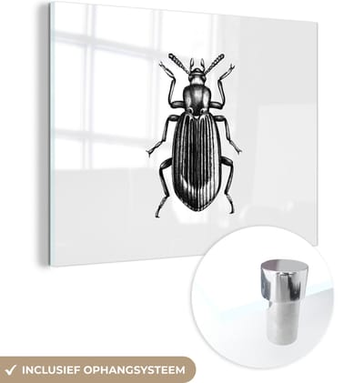 MuchoWow® Glasschilderij 40x30 cm - Schilderij acrylglas - Kever - Dieren - Vintage - Foto op glas - Schilderijen