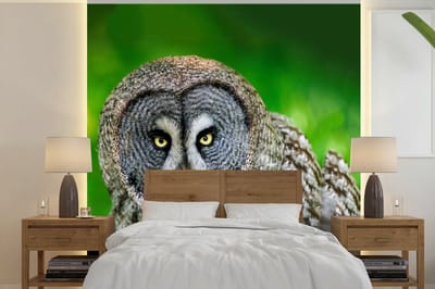 Behang - Fotobehang Vogel - Uil - Dieren - Bruin - Portret - Breedte 240 cm x hoogte 240 cm