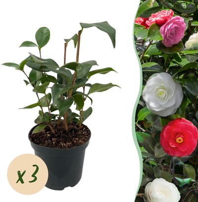 Heesters - Camelia japonica Tricolour - Bloem Roze, Wit en Rood - 3 Planten - 1 m2 - Groenblijvend - Pot 15cm Hoogte 30cm