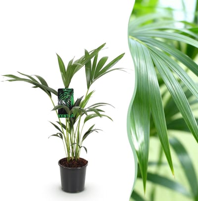 Plantenboetiek.nl | Howea Forsteriana - Kentia Palm - Weinig Onderhoud - Groen - Ø17cm - 70-75cm hoog - Kamerplant - Groenblijvend