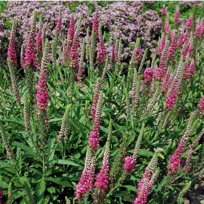 6 x Veronica Spicata 'Rotfuchs' - Aarereprijs Pot 9x9 cm - Roodbloeiende Vaste Plant