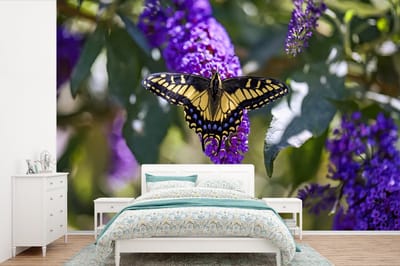 Behang - Fotobehang Gele papilio glaucus op een vlinderstruik - Breedte 600 cm x hoogte 400 cm