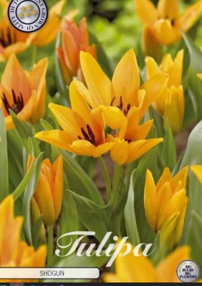 Dutch Finest Quality bloembollen - Tulpen Tulp Specie Praestans Shogun x10 8/9s