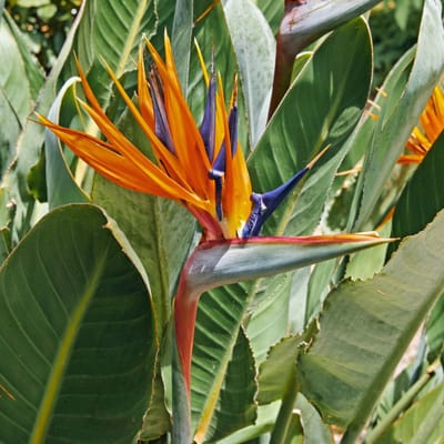Paradijsvogelbloem (Strelitzia reginae) - - Vaste planten - Bijen-Vlinders - (Ook)-Voor in huis