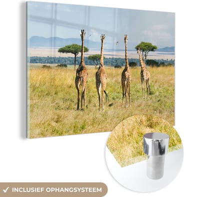 ® Glasschilderij 180x120 cm - Schilderij acrylglas - Giraffen in het Masai Mara National Park in Kenia - Foto op glas - Muurdecoratie woonkamer - Wanddecoratie slaapkamer - Schilderijen