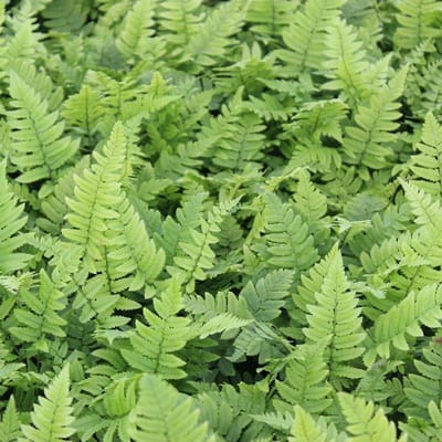 6x Dryopteris cycadina (Atrata) - Olifantenslurfvaren - Pot 9x9 cm