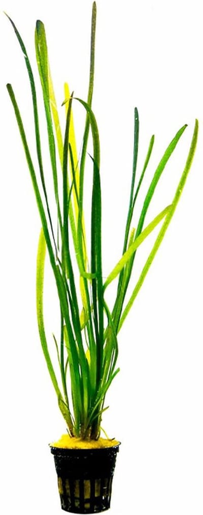 Aquaflora Vallisneria Spiralis Leopard | Rechte Vallisneria | In Bos met Loodje