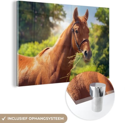 MuchoWow® Glasschilderij 60x40 cm - Schilderij acrylglas - Paard - Licht - Portret - Foto op glas - Schilderijen
