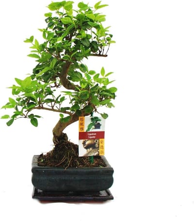 Bonsai Geschenkset - 7 Jaar Oude Liguster Bonsai - Makkelijk te Verzorgen - 15 cm Pot