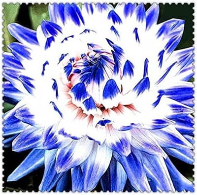 Dahlia Bloembollen - Bloembollen Dahlia - Bloemen Kweken - Enorme Bloemen - 1 Stuk - Gemengd