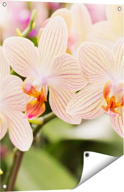 Gards Tuinposter Gestreepte Witte Orchidee Bloemen - 60x80 cm - Tuindoek - Tuindecoratie - Wanddecoratie buiten - Tuinschilderij