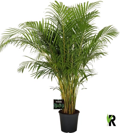 Dypsis lutescens Goudpalm 150 cm – Kamerplant – Vers Van De Kweker – Potmaat Ø27 cm