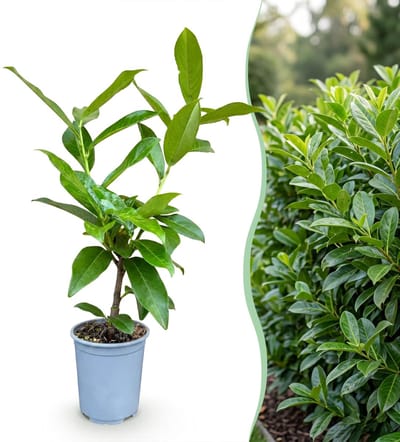 Green boutiQ - 16x Prunus laur. Novita - Laurierkers - Haagplanten - Groenblijvend - Groen - Pot 9cm - Hoogte 25-35cm