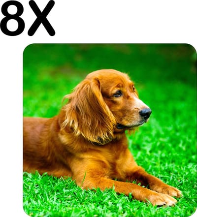 Luxe Placemat - Bruine Hond in het Gras - Set van 8 Placemats - 50x50 cm - 2 mm dik Vinyl - Anti Slip - Afneembaar