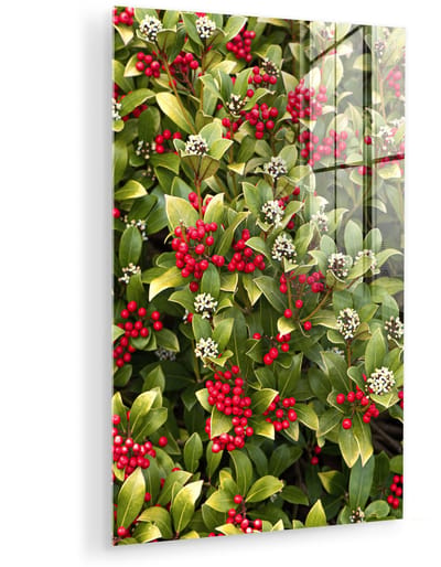 ® Glasschilderij 120x180 cm - Schilderij acrylglas - Rode bessen van de skimmia bloemen - Foto op glas - Muurdecoratie woonkamer - Wanddecoratie slaapkamer - Schilderijen