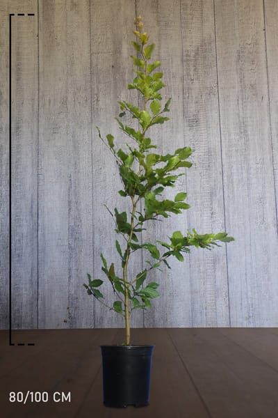Plants Online - Haagplanten - Heesters - Groene beuk - Pot 80-100 cm - set van 10 - Bladverliezend - Populair bij vogels - Prachtige herfstkleur - Snelle groeier