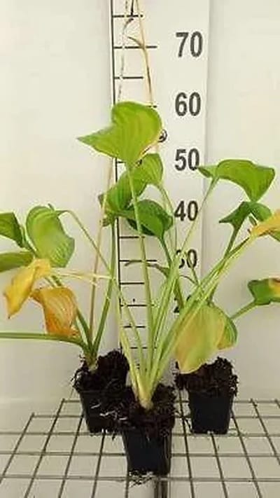 6x Hartlelie - Hosta hybr. 'Guacamole' | 9x9 cm pot