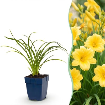 Green boutiQ - Vasteplant - Hemerocallis Stella d'Oro - Daglelie - Bijen en Vlinderlokkers - Geel - 1 Plant - Pot 11cm - Hoogte 15-25cm