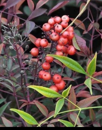 Nandina domestica - Hemelse Bamboe 40- 50 cm in pot