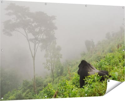 Gards Tuinposter Gorilla in het Woud tijdens de Mist - 150x100 cm - Tuindoek - Tuindecoratie - Wanddecoratie buiten - Tuinschilderij