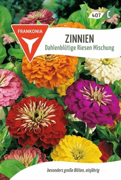 Zinnia, Dahlia-bloemige reuzenmix bloemzaden Zinnia zaden