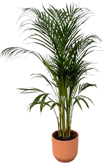 Areca palm - ↨110cm - Ø21cm inclusief elho Vibes Fold Round roze D22xH20