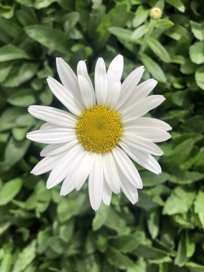 6x Margriet - Leucanthemum (s) 'Brightside' | 9x9 cm pot