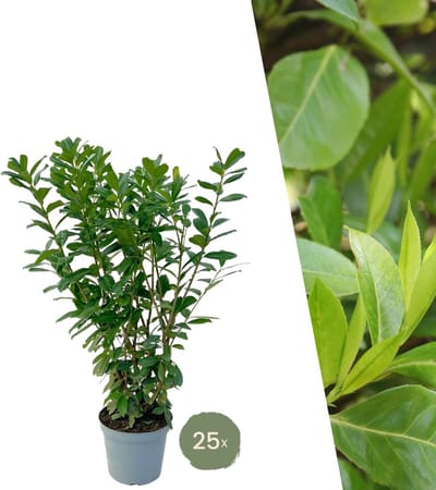 Plants by Frank | 25 Grote Laurierkers Planten Novita voor 10 strekkende meter haag | ↨ 100-125 cm in 12 liter pot | Prunus Novita | Haagplanten | Haagplanten Wintergroen | Haagplanten | Laurierplant
