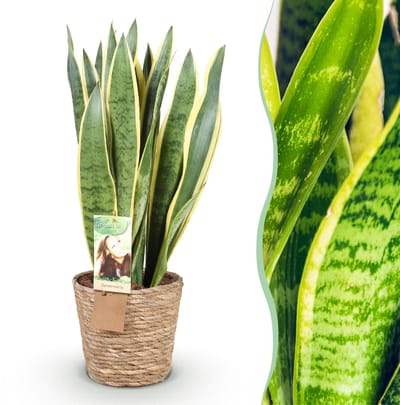 Plantenboetiek.nl | Green is... Sansevieria Laurentii - Vrouwentong - Weinig onderhoud - met mand - Groen - Ø21cm - 70-80cm hoog - Kamerplant - Groenblijvend