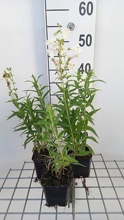 6x Schildpadbloem - Penstemon hybr. 'White Bedder' ( 'snowstorm') | 9x9 cm pot