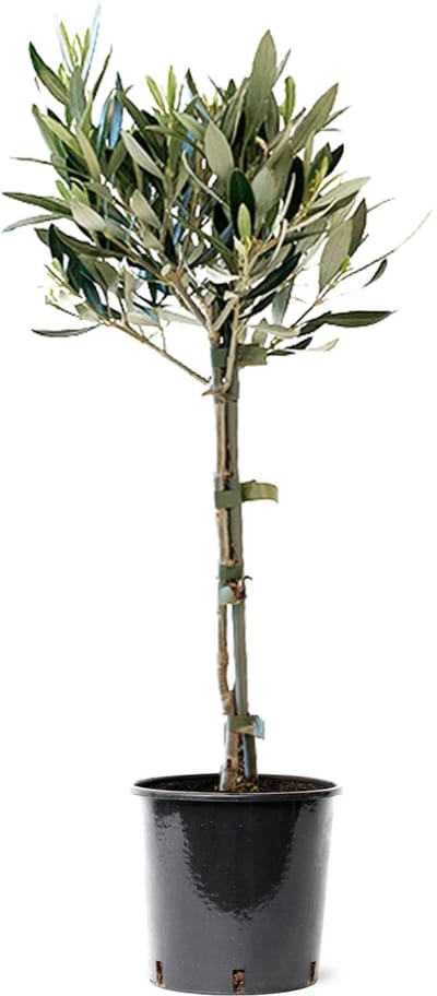 JUNAVERA Olea Europaea (olijfboom) op stam | 55 cm hoog | In 16 cm pot | Mediterrane kuipplant