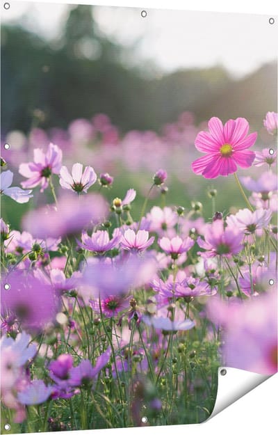 Gards Tuinposter Bloemenveld met Paarse Kosmos - 90x120 cm - Tuindoek - Tuindecoratie - Wanddecoratie buiten - Tuinschilderij