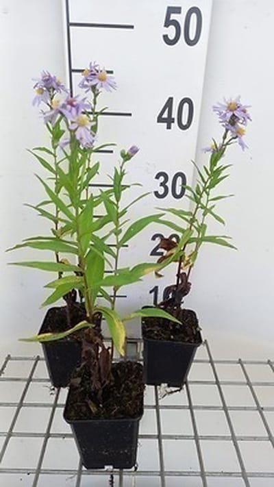 6x Aster - Aster n.b. 'Dauerblau' | 9x9 cm pot