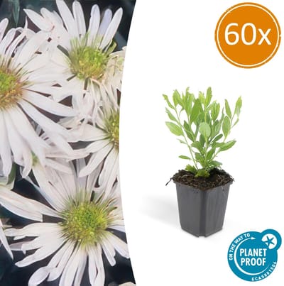 Tuinplantenshop.com | Aster ageratoides 'Ashvi' | 60 stuks - Ø9cm - 10-25cm hoog - Tuinplant