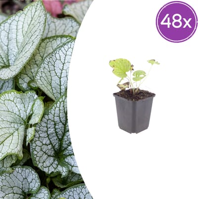Tuinplantenshop.com | Brunnera macr. 'Jack Frost' | 48 stuks - Ø9cm - 10-25cm hoog - Tuinplant