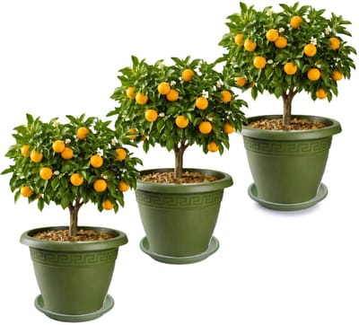 Plasticforte 3x plantenpot met opvang schaal - donkergroen - rond - D50 x H40 cm - kunststof - buiten - tuin - bloempot