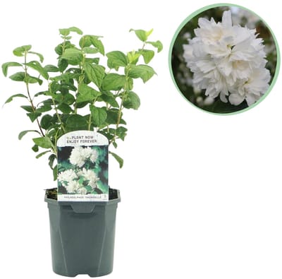 Green boutiQ - Boerenjasmijn - Philadelphus Snowbelle - Bloem Wit - 1 Plant - Bladverliezend - Weinig Onderhoud - Pot 17cm Hoogte 45cm