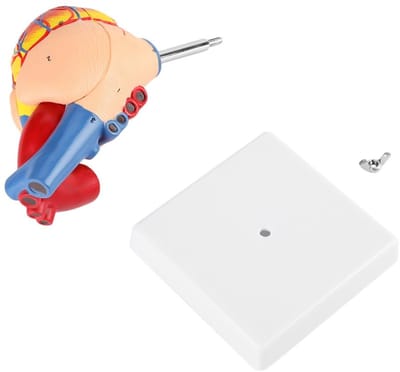 Dailygoods- Hartmodel Anatomisch - Medisch Model - 2 Delen - Milieuvriendelijk PVC - 21 cm - Leerzaam 1:1
