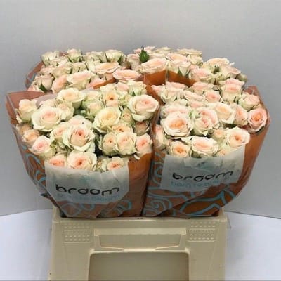 10x Rosa rosanella 40cm