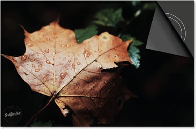 Inductie beschermer 60x60 - afdekplaat inductie mat - Dietrix Kookplaat beschermer - Exclusief - Herfst - Herfstblad met druppels