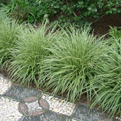 25 x Bonte Zegge Geel|Groen - Siergras Wintergroen - Carex morrowii 'Variegata' in 9x9cm pot met hoogte 5-10cm